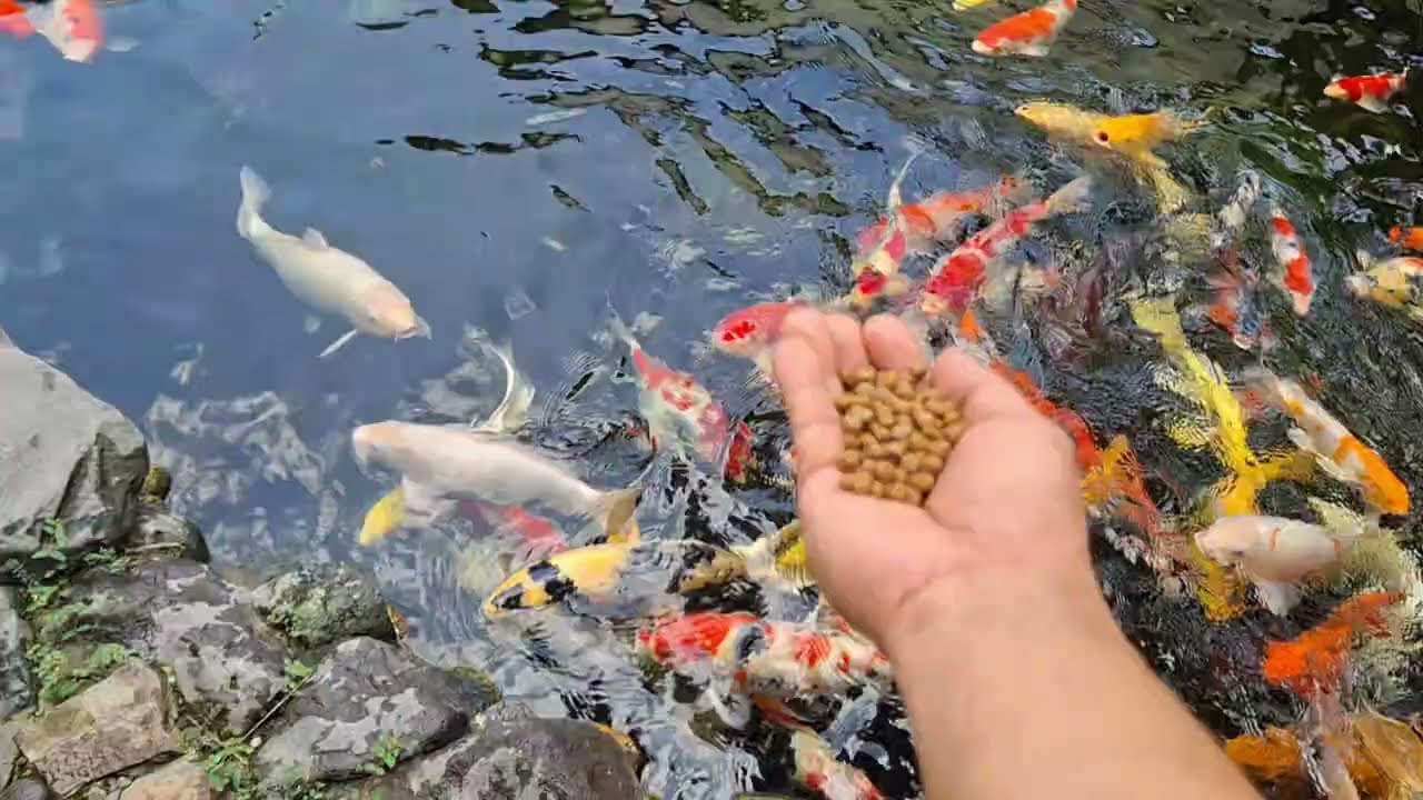 Ikanhias warna warni disuapin kaya bayi ikan koi lele albino ikan balon guppy