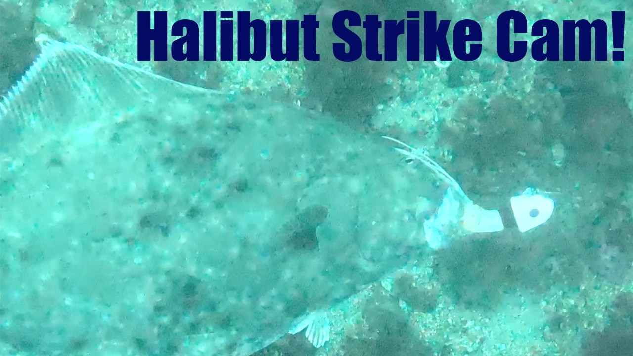 What Really Happens UNDERWATER When You Hook a Halibut!?! Alaskan Halibut Underwater Footage! Juneau