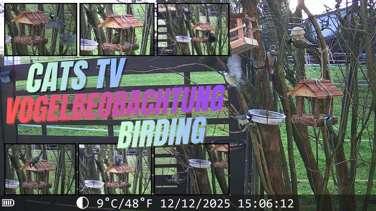 Vogelbeobachtung - CatsTV - Entspannung - Birding