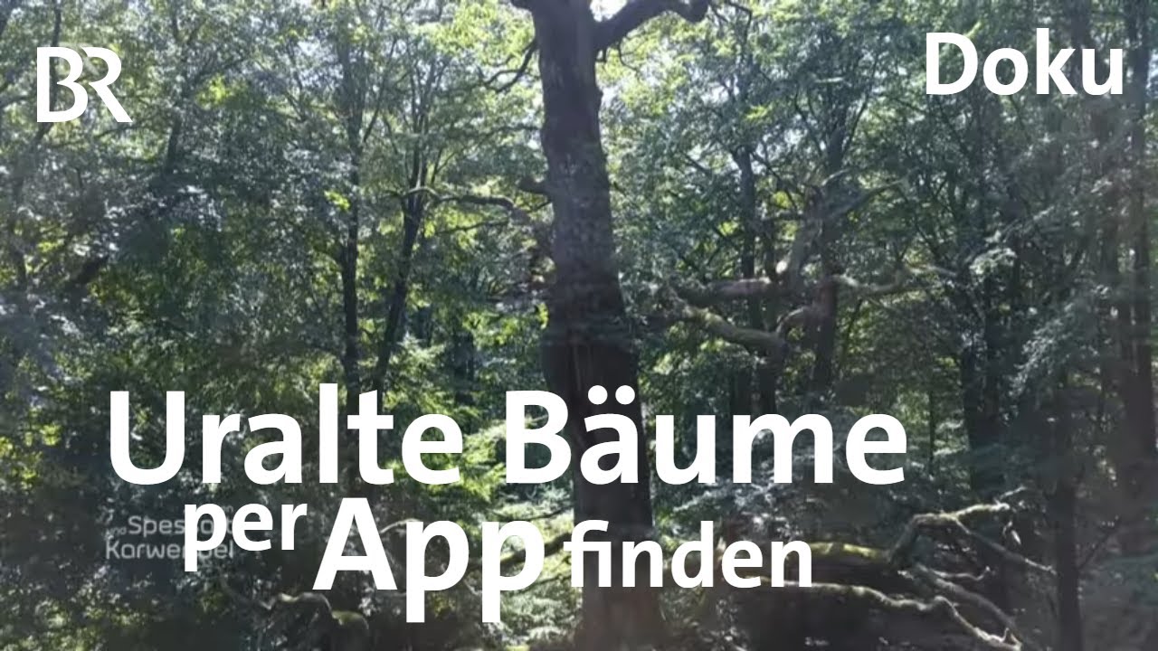 Neue App: Spessart-Bäume mit Geschichte | Zwischen Spessart und Karwendel | Doku | BR