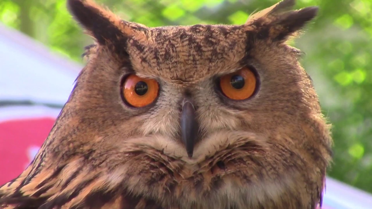 Huge Eurasian Eagle Owl Great Grey Owl Birds Of Prey Show Teton Raptor Center
