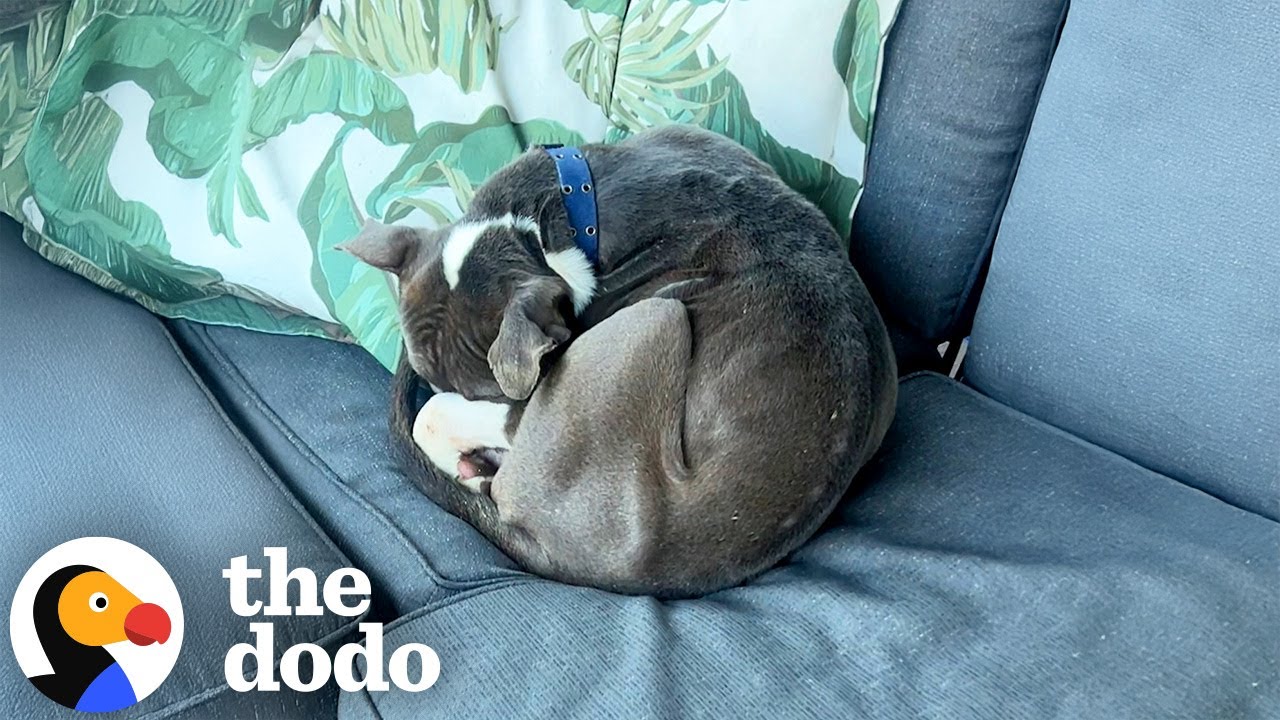 Woman Wakes Up To A Pit Bull Curled Up On Her Outdoor Couch | The Dodo