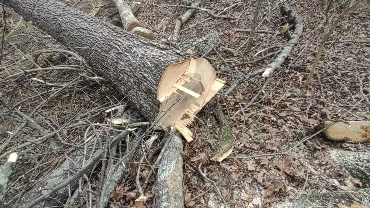 Watching The saw man cut, also watching the 848 h John Deere pull trees
