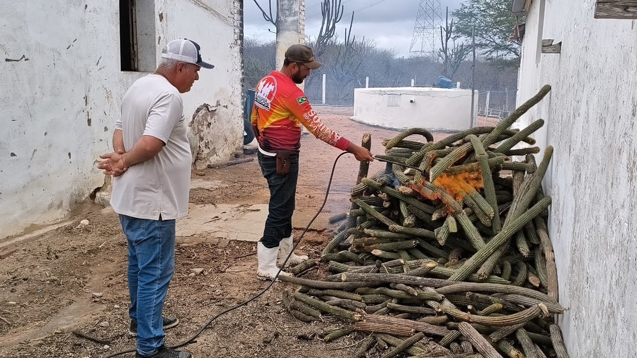 CÉSAR VEIO DO PERNAMBUCO PRA CONHECER O VAQUEIRO FUQUINHA E VÊ SUA LIDA QUEIMANDO ESPINHO PRA GADO 