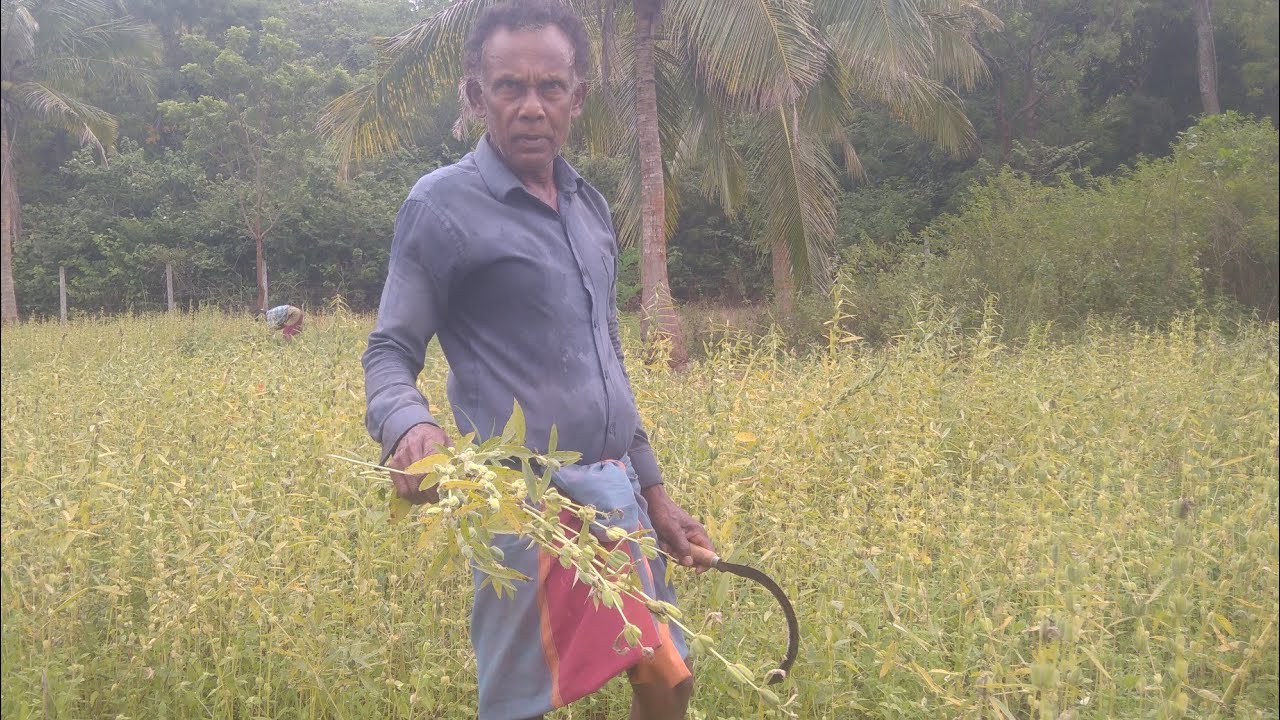 චුට්මාමගේ තල අස්වැන්න කපන දවස🌾|🌴#vadiya 