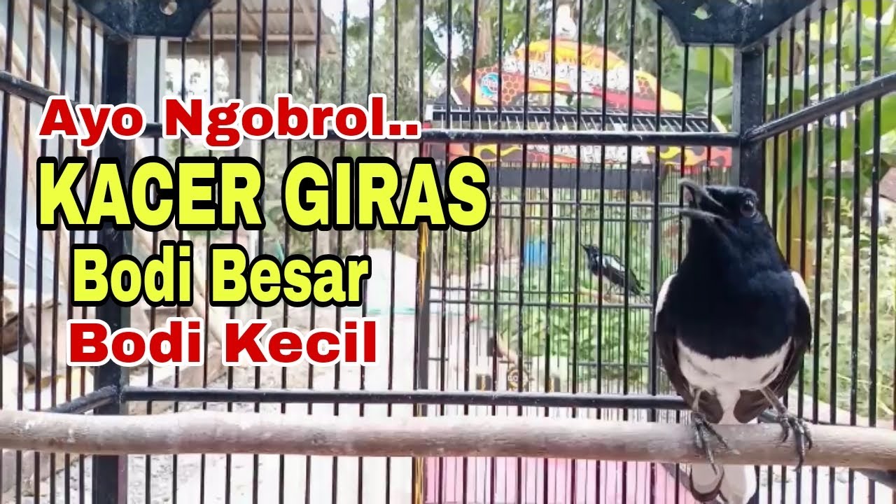 KACER GIRAS BODI BESAR || KACER GIRAS BODI KECIL , Emosi dan Birahi