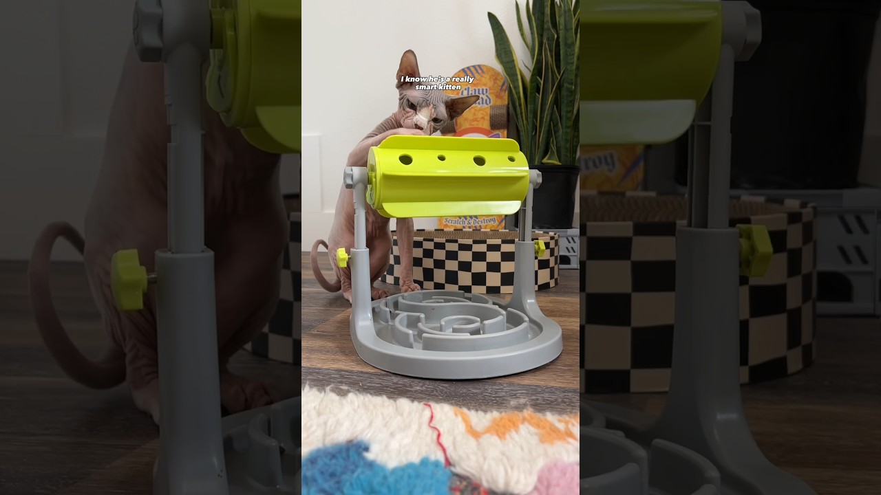 I got my cats a food puzzle 🧩 #shorts #pets #cats #sphynx #hairlesscat