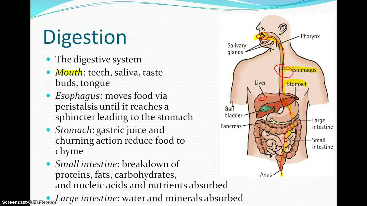 The Process of Digestion