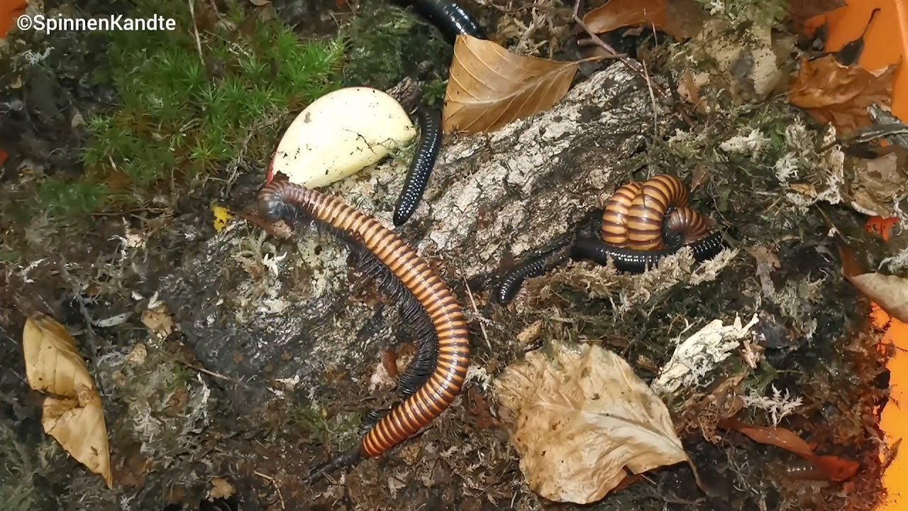Tausendf&uuml;&szlig;er - Bandf&uuml;&szlig;er Geschlechtsbestimmng / Millipede gender / Tausendf&uuml;&szlig;ler / Schnurf&uuml;&szlig;er