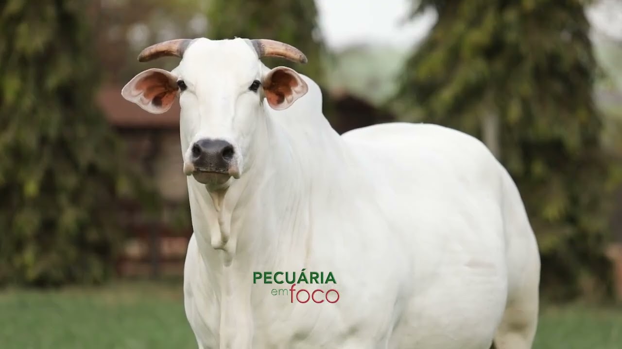 PECUÁRIA EM FOCO - LEILÕES NELORE KATISPERA  - EXPOGENÉTICA 2024