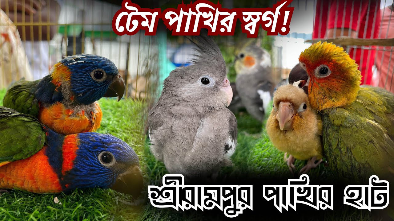 টেম পাখির রাজত্বে স্বাগত! দাম সহ Lory, Conure, Lovebird | Pet Market Bengal 2025