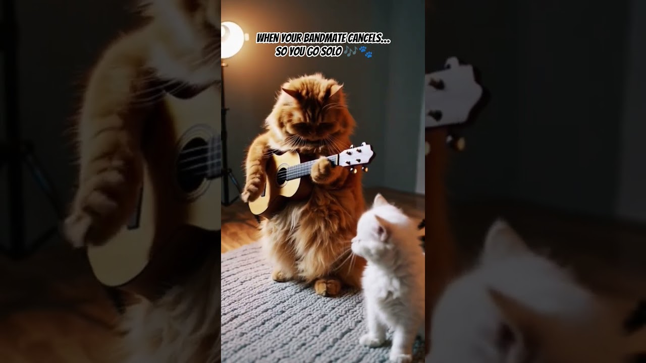 A rockstar at home? #RockstarCat #CatConcert #FunnyCats #MeowMusic #GuitarCat #CatShorts #catmusic