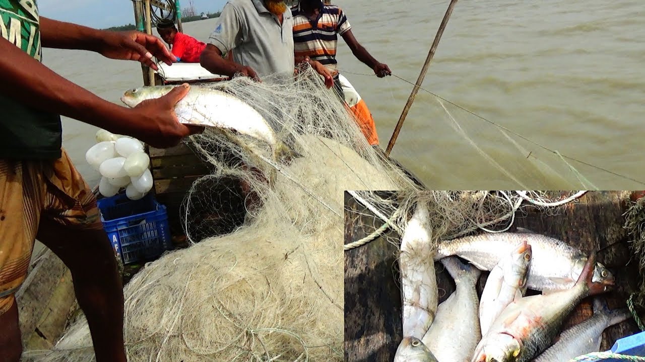Live Ilish (ইলিশ) Fish catching in River | River fishing by Daily Village Life (Part-135)