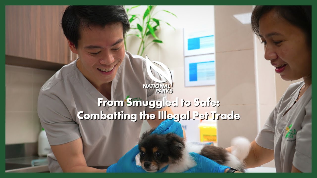NParks Portraits | From Smuggled to Safe: Combatting the Illegal Pet Trade