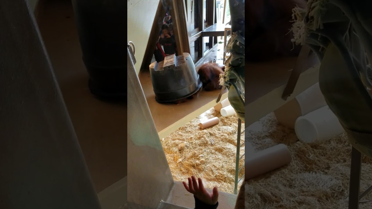 Orangutans fighting over a bucket