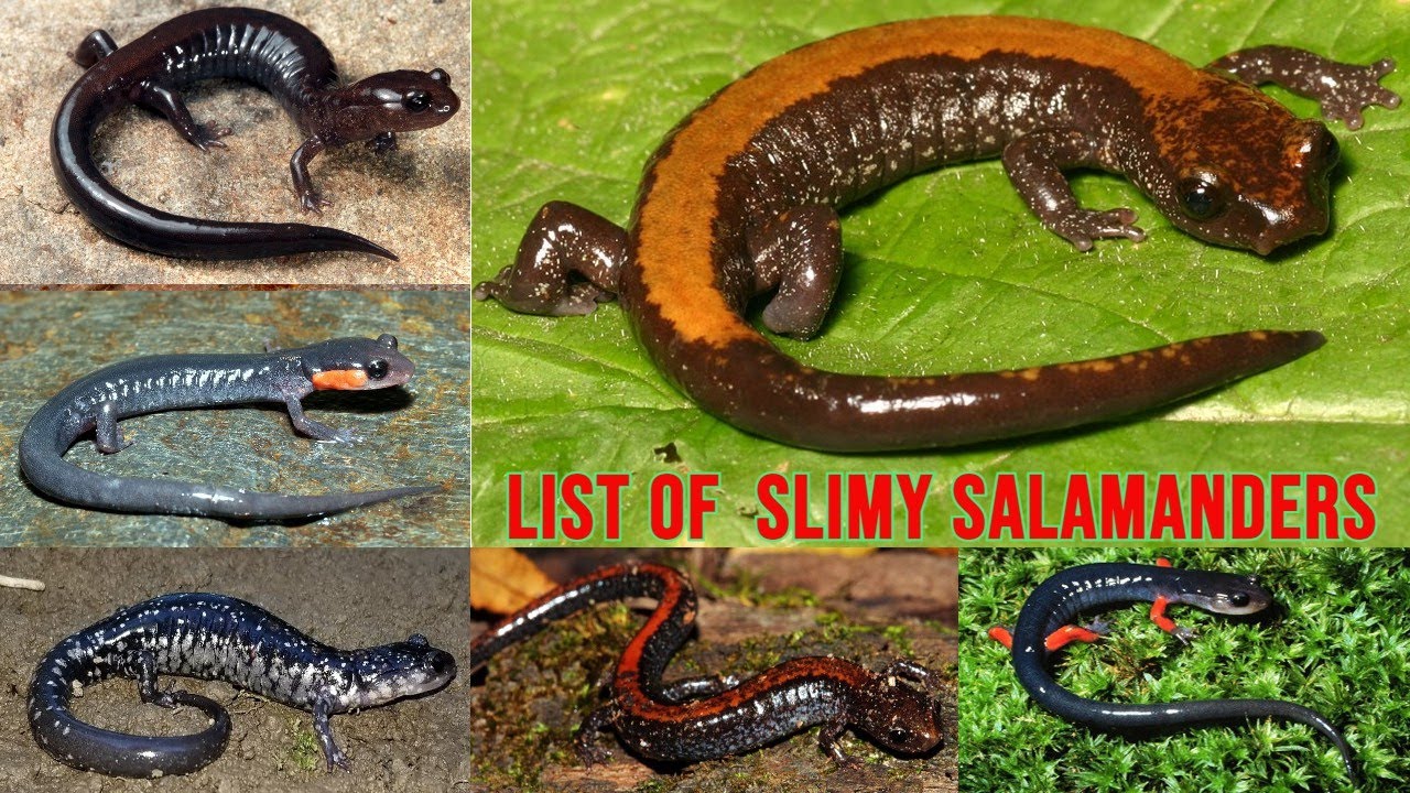 All Slimy Salamander Species/ Woodland salamanders/ slimy salamander types