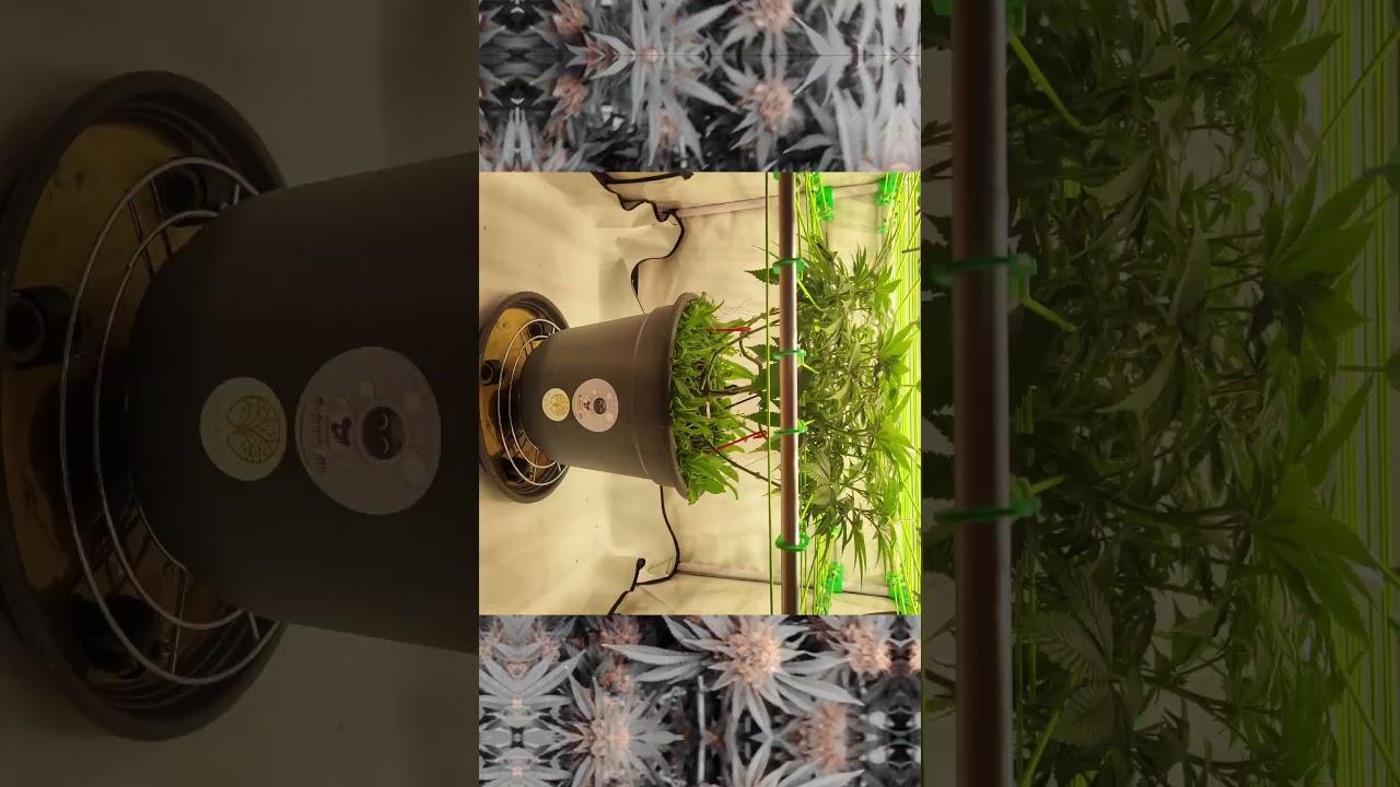🧄🍪 Garlic Cookies im Livingsoil 🌱🪱 von Whiteashbotanic | Teil 1 | Staffel 1 | #Werbung