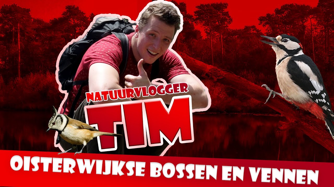 Vogels in de Oisterwijkse Bossen en Vennen &ndash; Tims natuurvlog 03