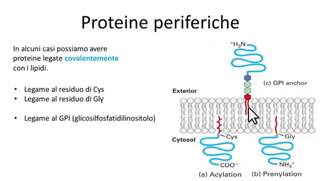 Proteine periferiche di membrana