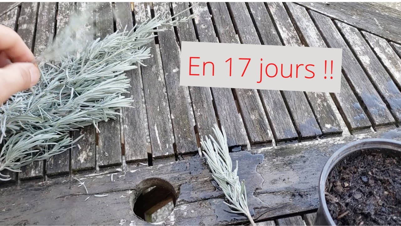 100% de réussites, boutures de LAVANDE