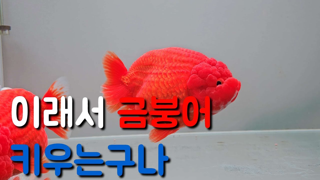 고급 대형금붕어 촉차이 난주가 우리집에 왔어요. 난주 오란다 금붕어[아쿠아푸름]