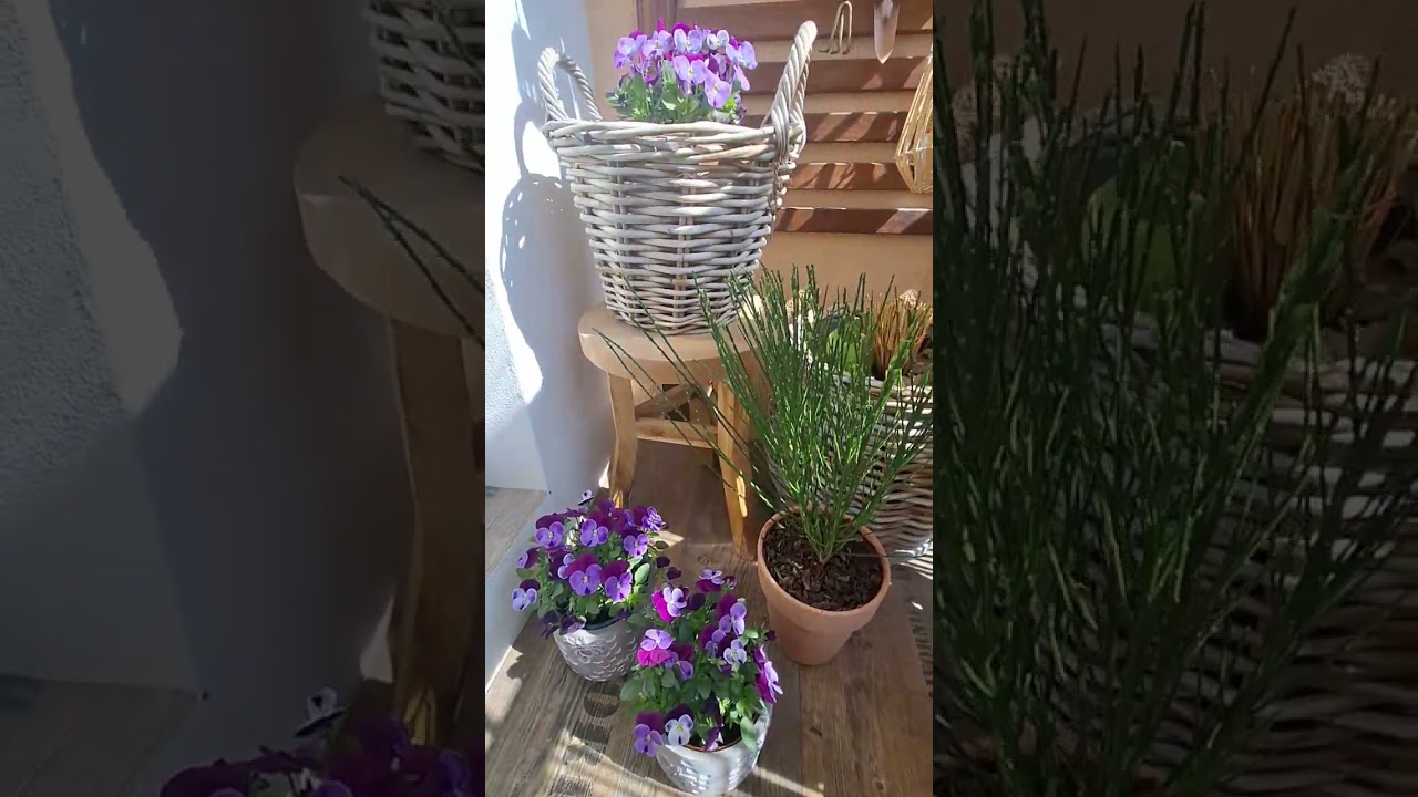 Spring flowers. #spring #flowers ##sunnyday #balconydesignideas
