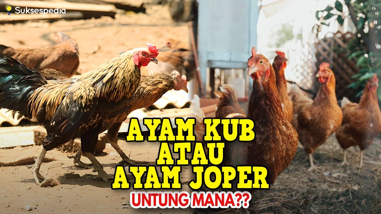 UNTUNG MANA TERNAK AYAM KUB ATAU AYAM JOPER??