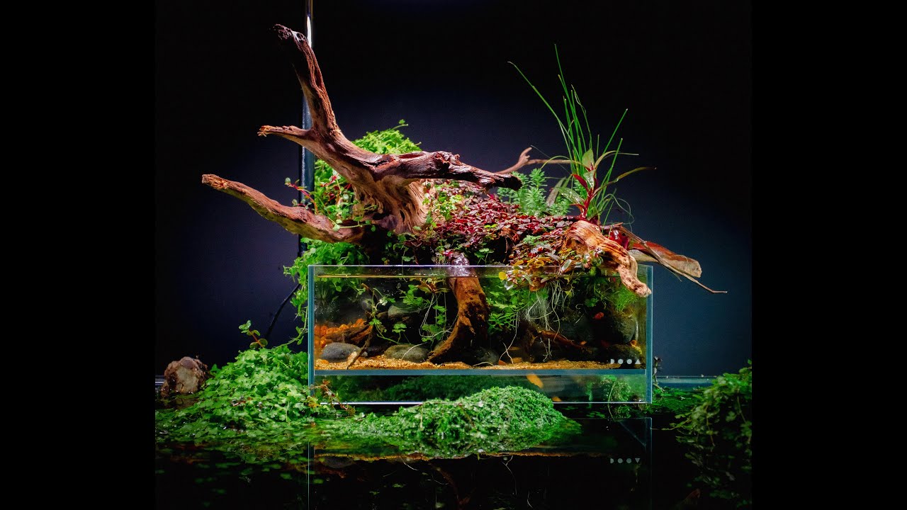 Paludarium - sådan kan du også bruge akvarieplanter.