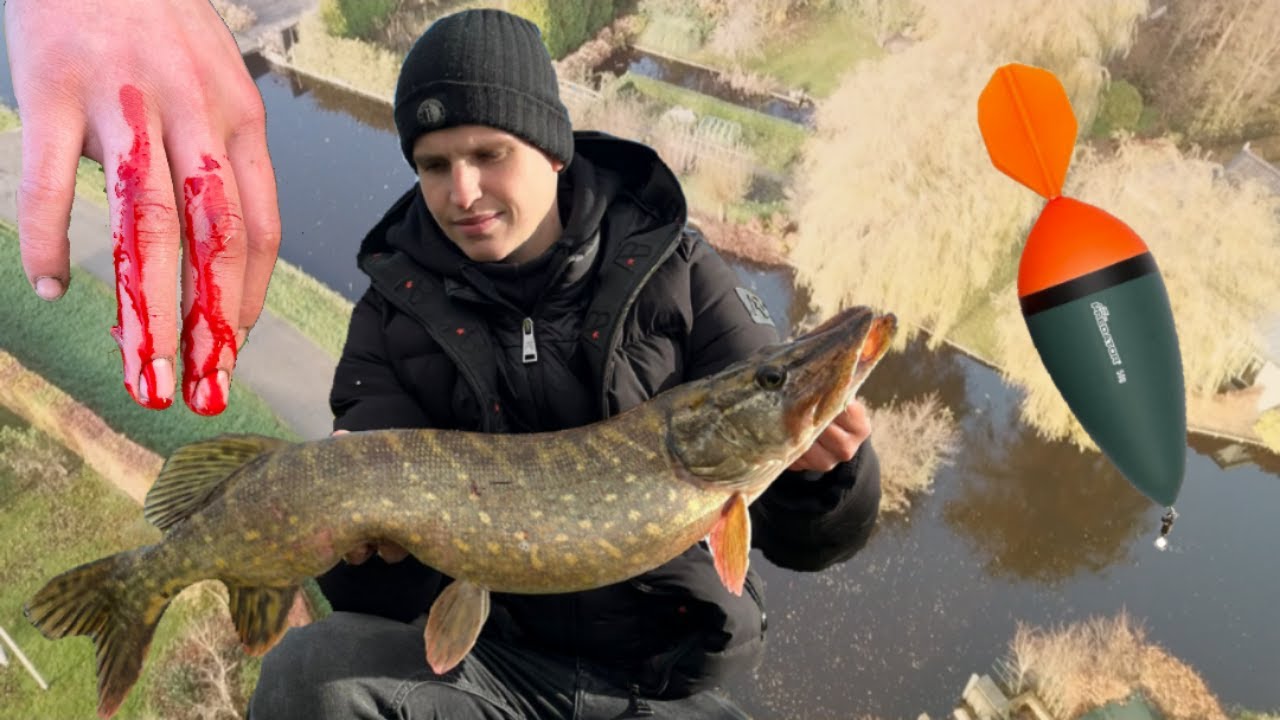 Snoekvissen DOODAAS (LIVE AANBETEN)
