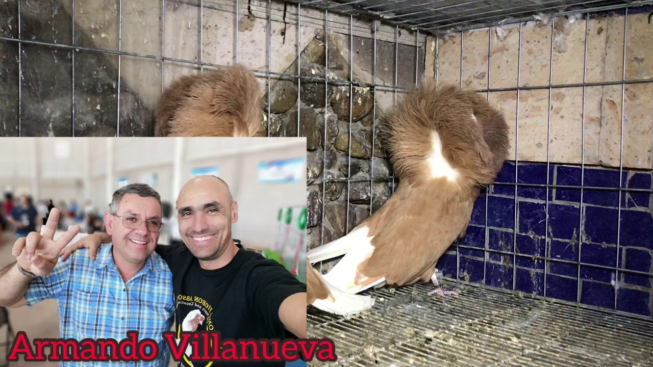 Las mejores palomas PALOMAR JORGE CASTELLANOS