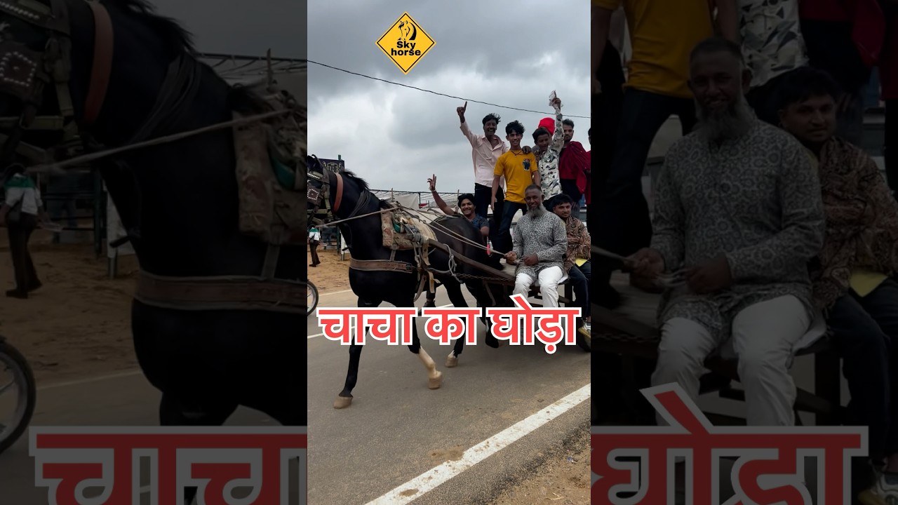 #horse #viralchacha #pushkarmela2025 #horseriding #viralvideo #youtubeshorts