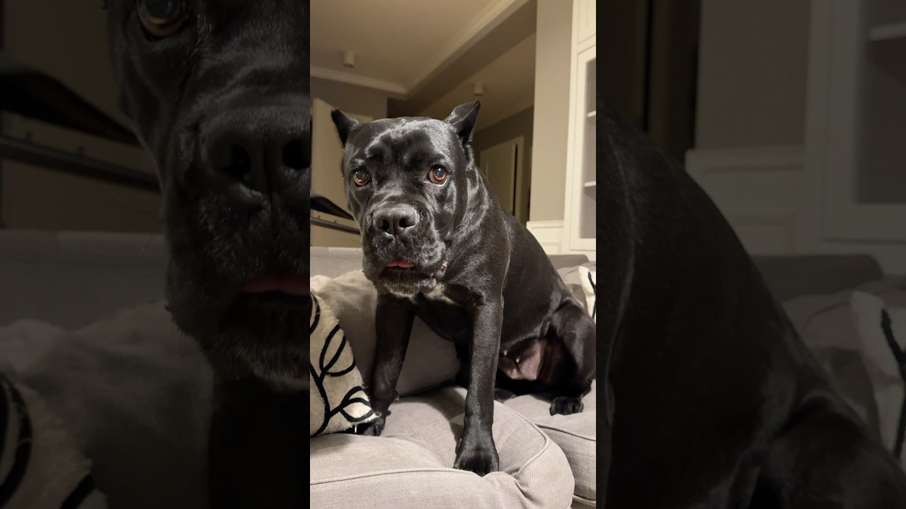 Angry Cane Corso &ndash; Watch out! 🆘#canecorso #corso #angrydog #bigdog #guarddog #dangerous #dog #dogs
