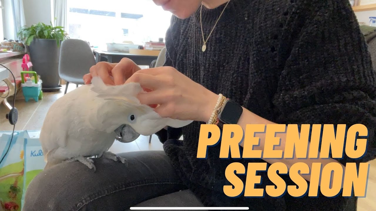 Marni the cockatoo enjoys a head preening session