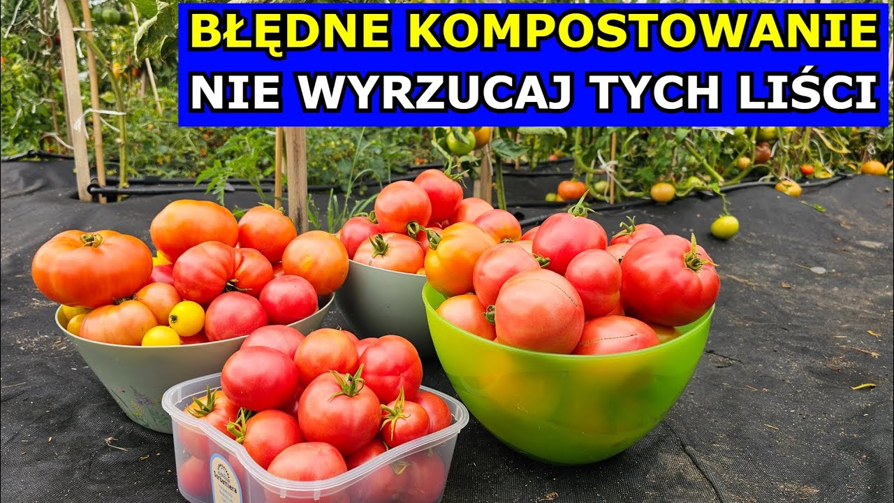 Nie Wyrzucaj Liści Warzyw. Błędne Kompostowanie Pomidora, Og&oacute;rka Liście Orzecha Włoskiego na Kompost
