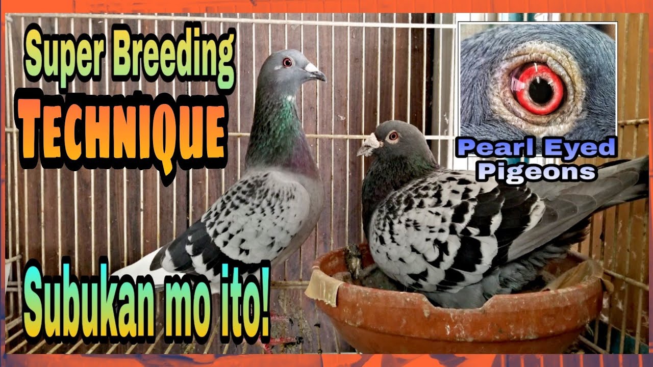 Perfect Breeding Technique for Racing Pigeons /Super Tip