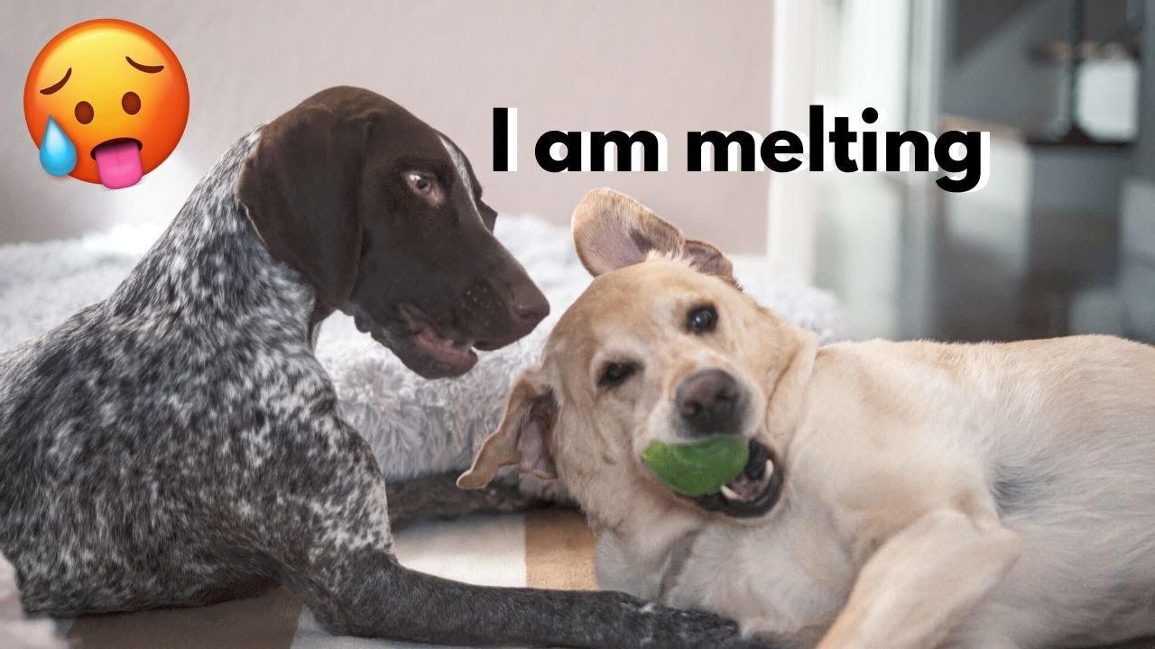 HEAT ALERT! | German Shorthaired Pointer & Labrador Retriever
