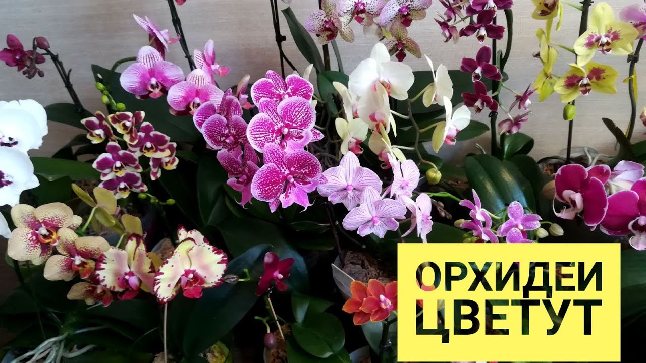 Мои орхидеи цветут! ORCHIDS Miki Crown, Sogo Relex, Lius, Panda, charmer, Phantom, Cleopatra,