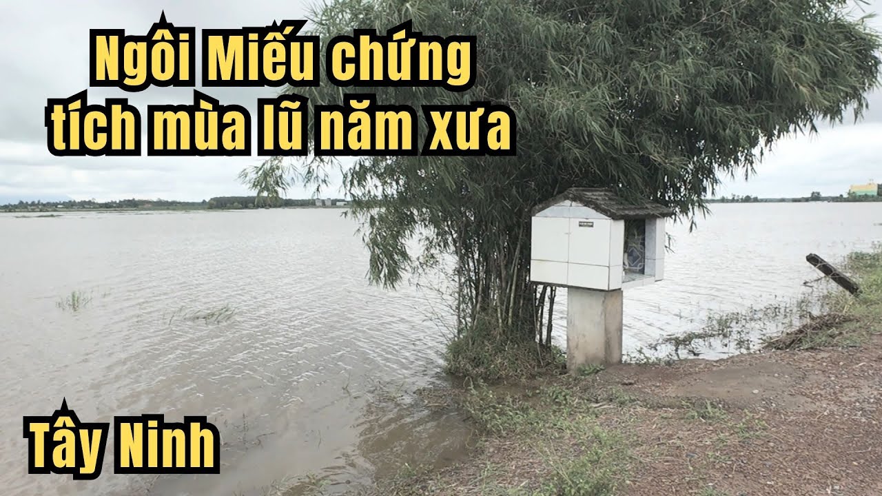 Tây Ninh mùa nước nổi nước lên cao hơn mọi năm 