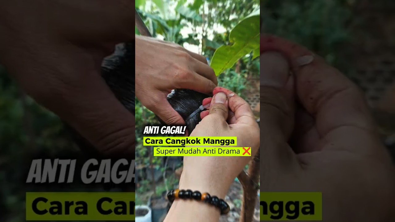 Cara Mencangkok Pohon Mangga Anti Gagal, Cocok Buat Pemula!