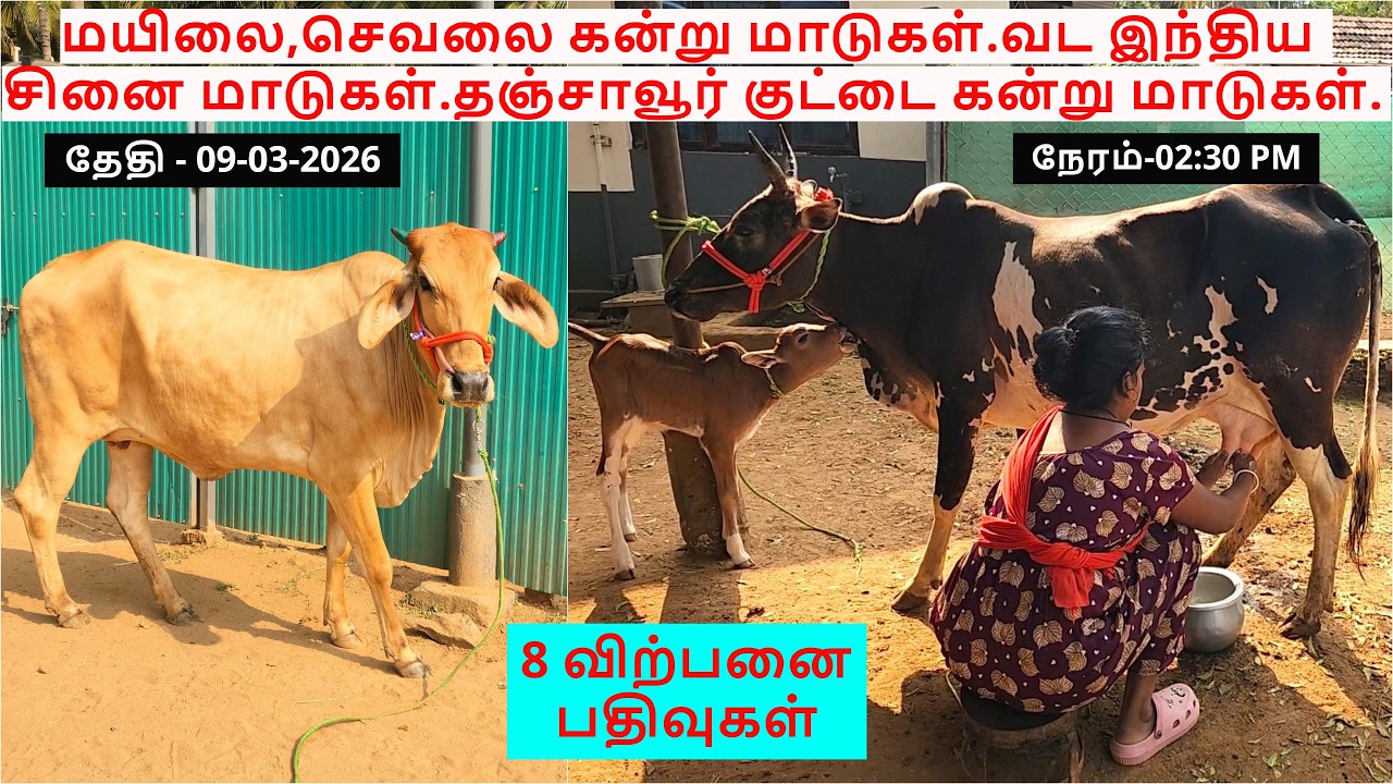 8-விற்பனை பதிவுகள்.மயிலை,செவலை கன்று மாடுகள்.வட இந்திய சினை மாடுகள்.தஞ்சாவூர் குட்டை கன்று மாடுகள்.