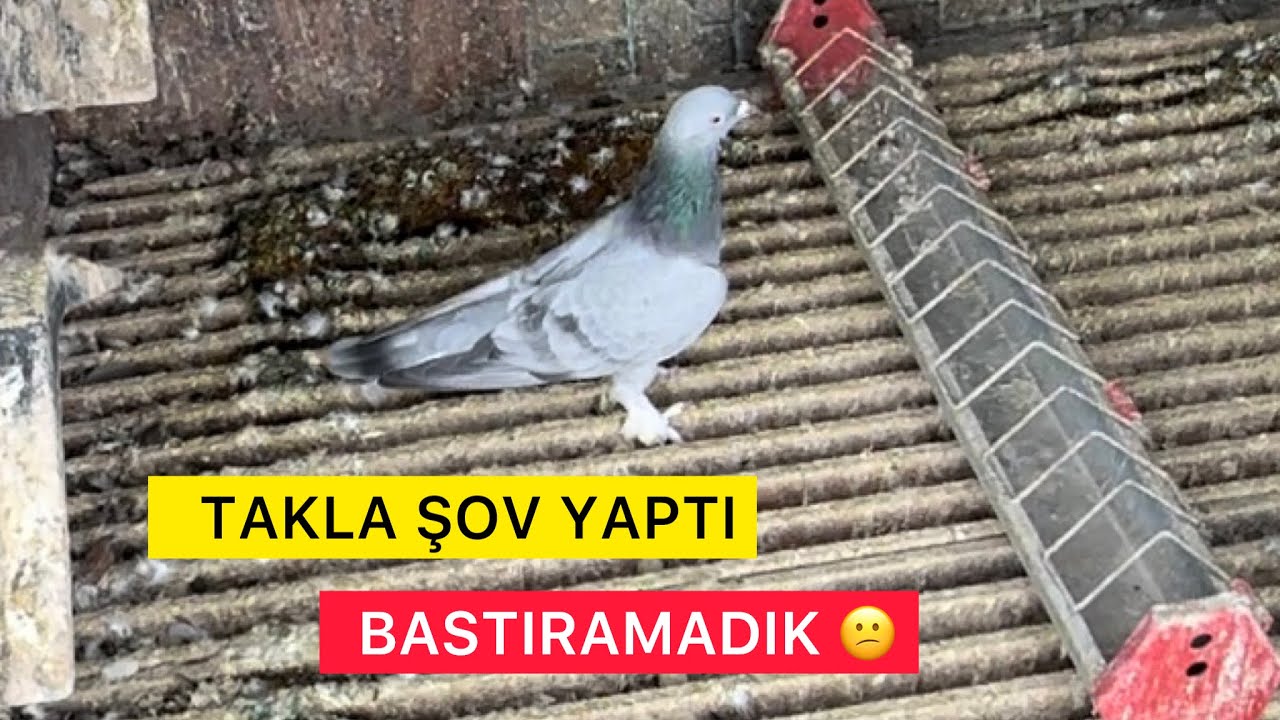 KAÇAK DUMANLI MAKİNE GİBİ ÇIKTI - Taklacı Güvercin Oyunkuşu