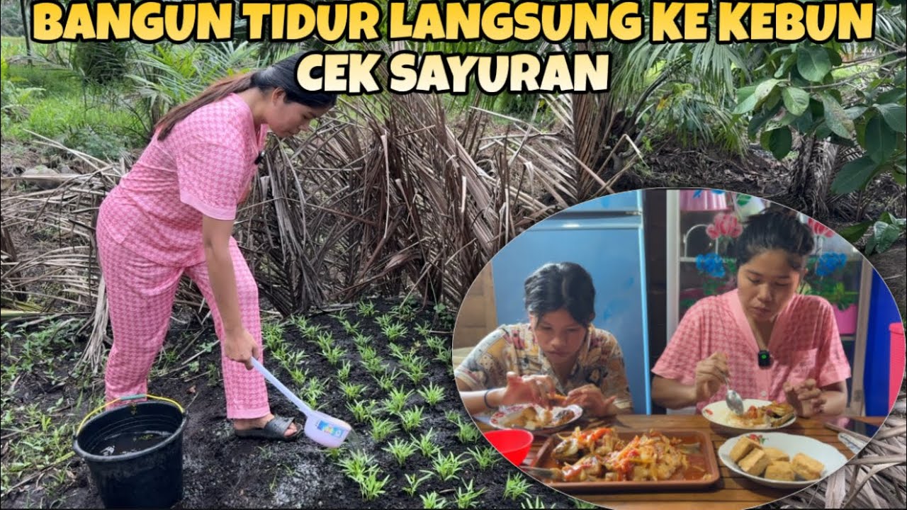 BANGUN TIDUR LANGSUNG KE KEBUN LANJUT MASAK IKAN KAKAP ASAM MANIS