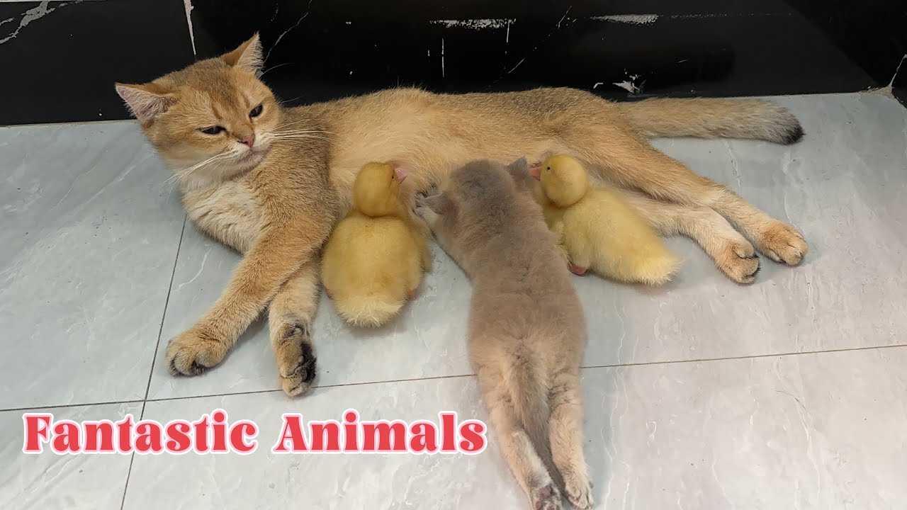 So funny and cute😂, the kitten made the duckling evolve into a mammal! The mother cat was surprised