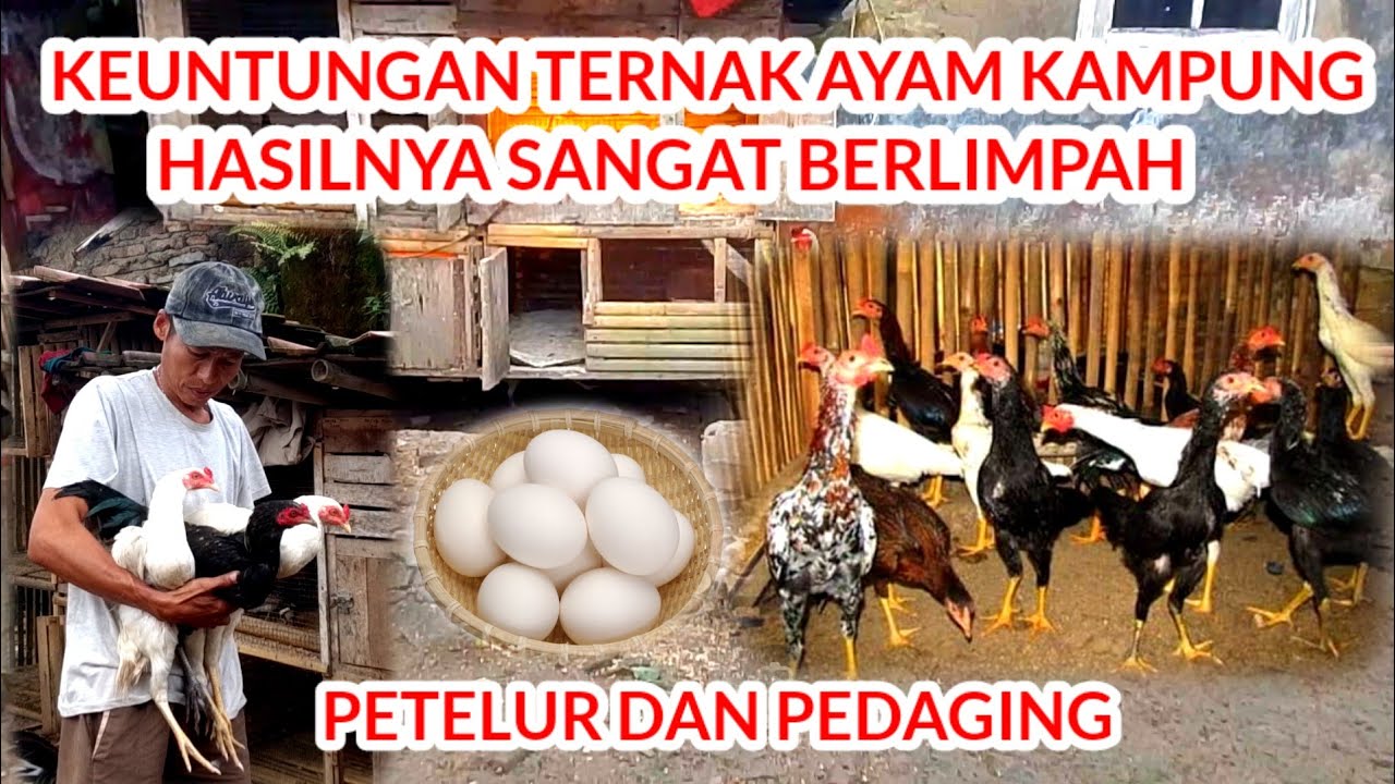 TERNAK AYAM KAMPUNG DENGAN KEUNTUNGAN BERLIMPAH TANPA HARUS BIAYA MAHAL 