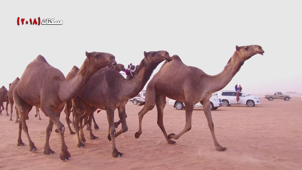 منقية فهيد العاوي العجمي