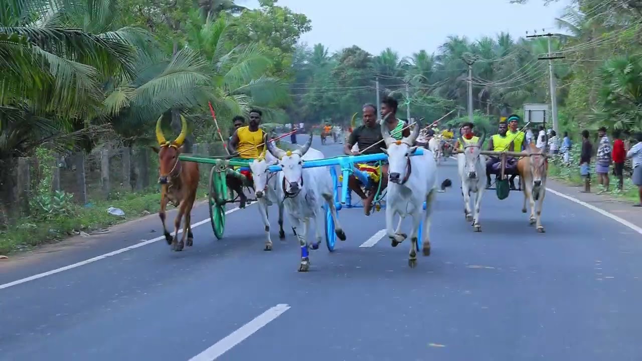 நவக்கொல்லை மாட்டு வண்டி  பந்தயம்  செல்வா போட்டோஸ் 📸