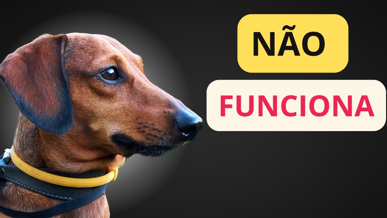 Coleira para carrapato não, funciona! Entenda o motivo