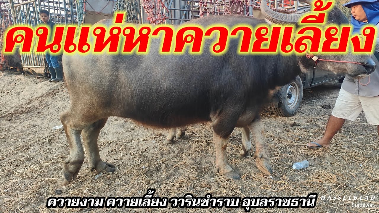 คนแห่หาควายเลี้ยง ควายงาม ควายน้อย วารินชำราบ อุบลราชธานี 15 ก.พ.69