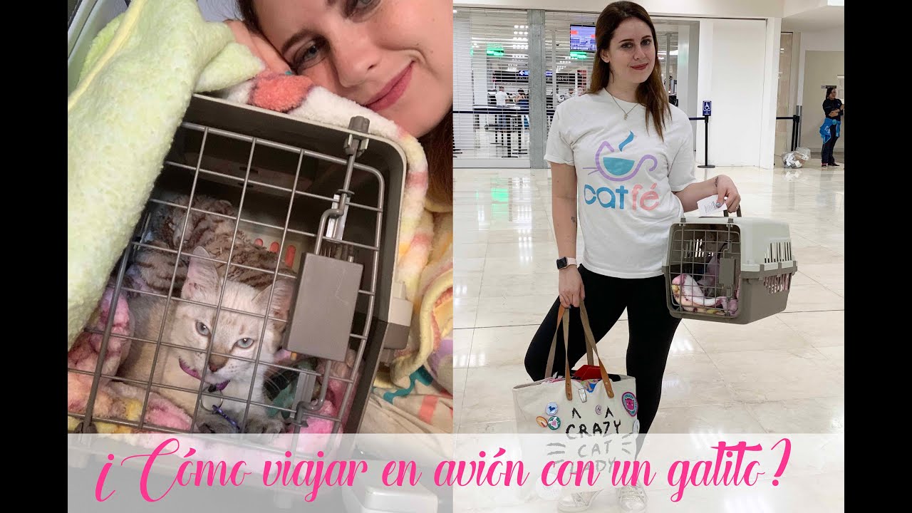 ¿CÓMO VIAJAR EN AVIÓN CON UN GATITO? - Cat Tips, Naty Moreno