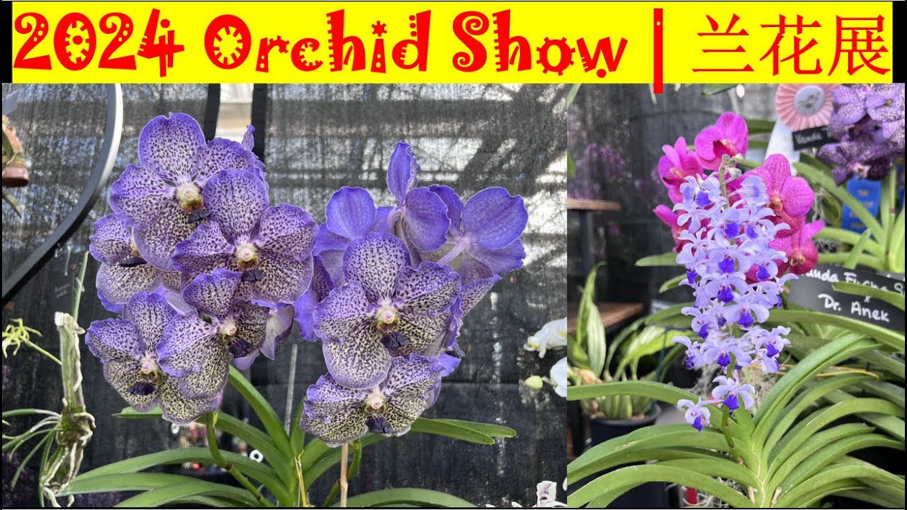 2024 Deepcut Orchid Show in New Jersey | 2024 美国新泽西兰花展